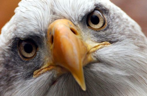 Derzeit stehen damit mehr als 1600 Arten – darunter  der seltene Weißkopfadler, das Symboltier der USA – in den Vereinigten Staaten  und in deren Territorien unter besonderem Schutz. Foto: dpa/