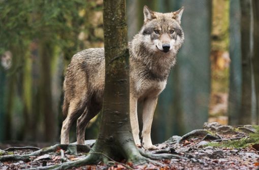Der Wolf überlebte den Unfall nicht (Symbolbild). Foto: Klaus-Dietmar Gabbert/zb/dpa