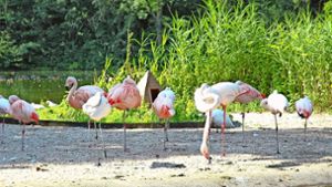 Vögel wie Flamingos müssen wegen der Vogelgrippe unabhängig von der Witterung im Stall bleiben. Foto: Jürgen Brand