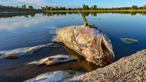 Tote Fische treiben an der Oberfläche der Oder (hier in Brandeburg). Das Fischsterben könnte nun auch die Ostsee treffen. Foto: dpa/Patrick Pleul