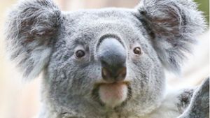 Auch Koalas sind vom Aussterben bedroht (Symbolbild). Foto: dpa