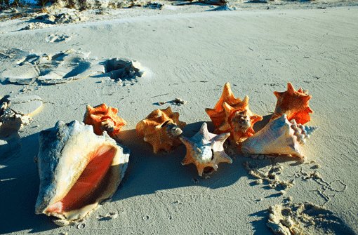 Das Fleisch der Conch ist eine Delikatesse auf den Bahamas. Die kokosnussgroßen Häuser der Schnecke findet man an jedem Strand. Foto: Weiss