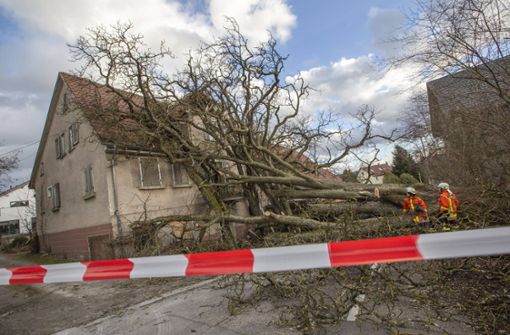 Ein mächtiger Kastanienbaum hat dem Sturm nicht widerstanden. Foto: 7aktuell.de/Simon Adomat