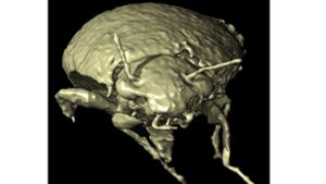 Das Bild zeigt ein 3D-Modell des Insekts mit dem Namen Triamyxa coprolithica. Foto: Qvarnström et al./dpa
