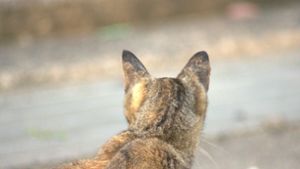 Eine Katze ist in Öhringen von Unbekannten beschossen worden. (Symbolbild) Foto: Shutterstock/Nyansuke1155