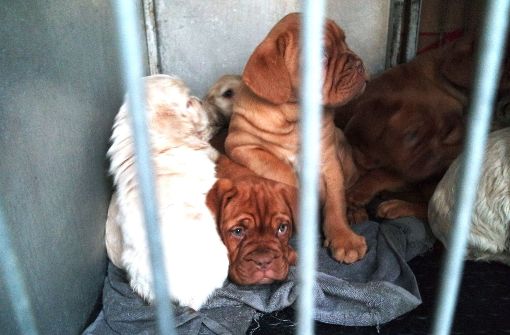 Die kleinen Hunde aus einem illegalen Tiertransport sind krank. Foto: Tierschutzverein Nürnberg-Fürth/dpa