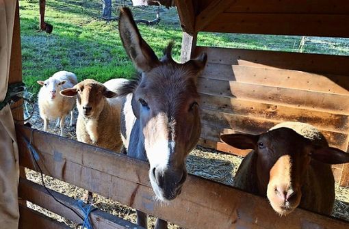 Ein Foto aus besseren Tagen: Esel Fritzi und die drei Schafe leben gemeinsam auf der Kressart-Streuobstwiese Foto: privat/Kim Funk-Fritsch