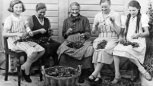 Mitte der 1950er-Jahre reichte die in Hegnach erzeugte Menge an Pfefferminztee aus, um den deutschen Bedarf zu decken. Foto: Stadt Waiblingen