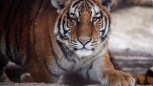 Chinas Lockerung des Handels und der Nutzung von Tigerknochen und Nashorn-Hörnern hat scharfe Kritik von Tierschützern ausgelöst. Foto: dpa