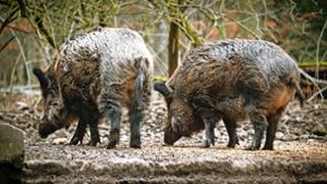 Die Wildschweine im Gehege haben mehr Verstecke als früher. Foto: Lichtgut/Achim Zweygarth