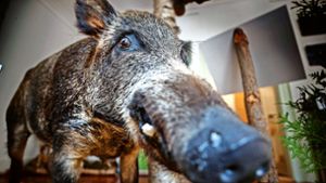 Wildschwein und andere Waldbewohner sind in Murrhardt ausgestellt. Foto: Stoppel