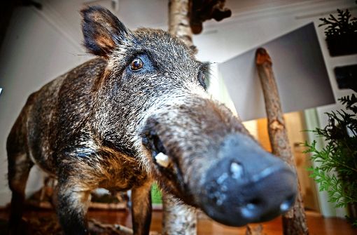 Wildschwein und andere Waldbewohner sind in Murrhardt ausgestellt. Foto: Stoppel