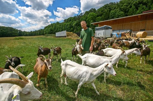 Tim Holzer aus Hochdorf hält es kaum für möglich, die Weiden seiner Ziegen wolfsicher einzuzäunen. Schutzvorrichtungen seien aufwendig und kostspielig. Foto: Roberto Bulgrin