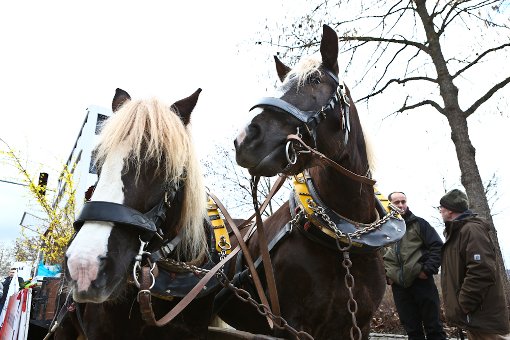 Hier die Fotos vom Festumzug des Leonberger Pferdemarktes. Foto: Benjamin Beytekin