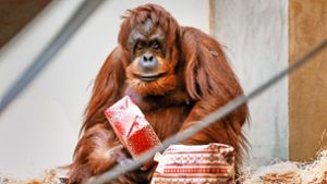 Beschenkter Orang-Utan: Tierische Freude schaut anders aus. Foto: dpa/Christoph Schmidt