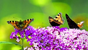 Sag’ mir, wo die Insekten sind: „Kleiner Fuchs“ und „Tagpfauenauge“ auf den Blüten eines Schmetterlingsbaums Foto: dpa