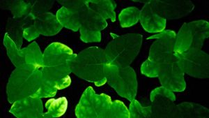 Eine Glühwürmchen-Petunie. Die Zimmerpflanze kann dank der Gene einer Leuchtpilz-Art im Dunkeln leuchten. Foto: Light Bio/dpa