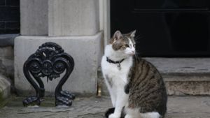 Kater Larry vor seinem Zuhause in der Downing Street in London. Foto: dpa