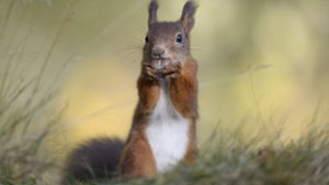 Eichhörnchen erfreuen sich in Deutschland großer Beliebtheit. Foto: imago images/Westend61