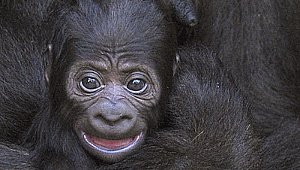 Der Menschenaffen-Kindergarten der Stuttgarter Wilhelma ist international anerkannt: Auch der Hannoveraner Zoo schickte sein Gorillababy Juma in die Landeshauptstadt. Foto: dpa