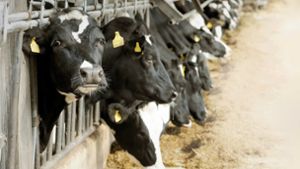 Landwirte in Ostrach errichten einen Milchviehstall in neuer Größenordnung. Sie streben eine kombinierte Rendite aus Milch, Fleisch und Strom an. Foto: dpa/Maurizio Gambarini