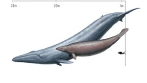 Ursprünglich schätzten Forscher die Masse von Perucetus aufgrund seiner dicken Knochen als größer ein als die eines Blauwals. Foto: Cullen Townsend/-/dpa