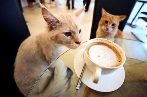 In Wien gibt es bereits ein Katzencafé –  Daniel di Stefano und  seine Frau Miya wollen eines in Stuttgart folgen lassen. Foto: dpa/Georg Hochmut