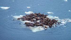 Walrösser auf einer schmelzenden Eisscholle in der Beringsee. Foto: Wikipedia commons/NOOA