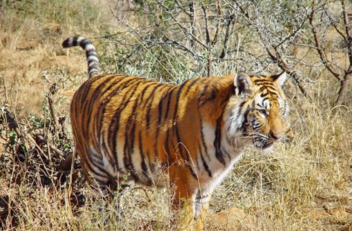Ein ausgebüxter Tiger hat in Südafrika einen Mann attackiert (Symbolbild) Foto: imago images/McPHOTO/Thula-Photography