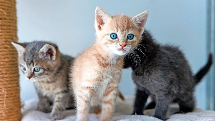 Tiere aus den Böblinger Tierheimen: Tierheime ertrinken in Katzenbabys