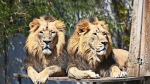 Kajal und Shapur sind asiatische Löwen. Weltweit gibt es nur noch 500 ihrer Art. Bis jetzt blieben sie in der Wilhelma von Corona verschont. Foto: dpa/Bernd Weissbrod