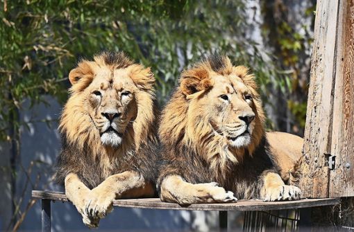 Kajal und Shapur sind asiatische Löwen. Weltweit gibt es nur noch 500 ihrer Art. Bis jetzt blieben sie in der Wilhelma von Corona verschont. Foto: dpa/Bernd Weissbrod