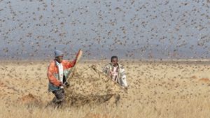 Bilder von einer Heuschreckenplage in Madagaskar: Derzeit wird der Osten Afrikas von den Insekten heimgesucht. Foto: imago/Nature Picture Library/imago stock&people