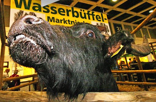 Wasserbüffel auf einer Messe: Im Bottwartal könnten sie heimisch werden. Foto: dpa