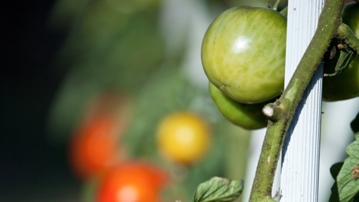 Äpfel lassen  grüne Tomaten reifen