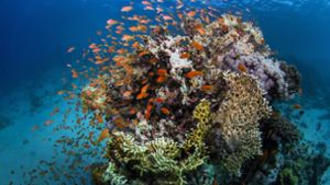 In Korallenriffen ist die Artenvielfalt besonders stark bedroht. Foto: dpa