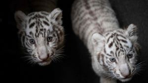 Die kleinen Weißen Tiger sind die neue Attraktion im Zoo im chinesischen Kunming. Foto: AFP