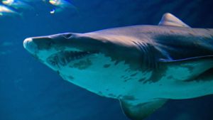 In Australien hat ein Hai einen Mann angegriffen (Symbolbild). Foto: dpa-Zentralbild
