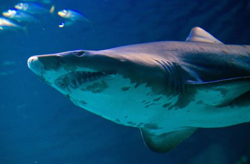 In Australien hat ein Hai einen Mann angegriffen (Symbolbild). Foto: dpa-Zentralbild