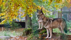 Der Wolf ist Thema bei den Koalitionsverhandlungen und im Bundestag. Foto: dpa