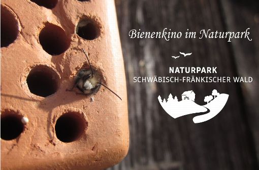 Fleißige Bienen stehen beim Kinoabend in Rudersberg im Mittelpunkt. Foto: Naturpark