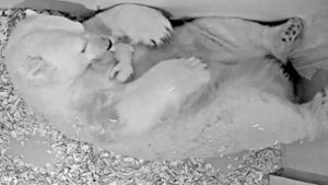 Eisbärenbaby im Zoo zur Welt gekommen