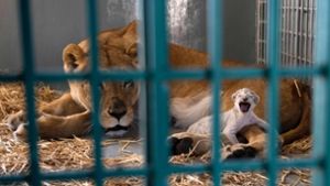 In Jordanien hat eine aus einem syrischen Zoo gerettete Löwin ein Junges zur Welt gebracht. Foto:  