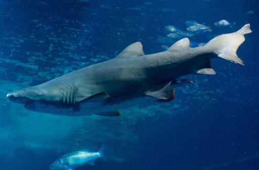 Ein Hai hat einen 19-Jährigen in Kalifornien attackiert (Symbolbild). Foto: dpa-Zentralbild