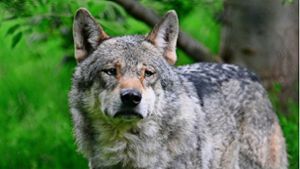 Dieser Wolf lebt  in einem Gehege im Wildparadies Tripsdrill. Doch wie geht man mit Wölfen in freier Wildbahn um? Foto: dpa/Bernd Weißbrod