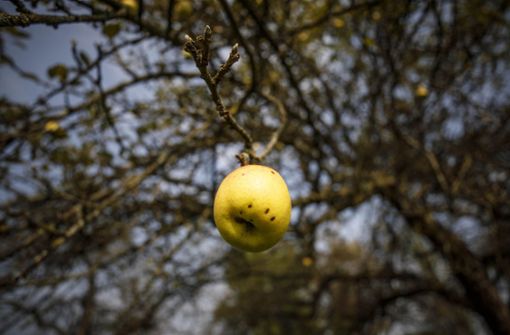 Die Apfelernte fällt meist sehr bescheiden aus. Foto: /Gottfried Stoppel