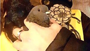 Eine der Tauben konnte hinter dem Netz im Hengstäckertunnel hervorgeholt werden. Da sie unverletzt war, wurde sie wieder freigelassen. Foto: privat