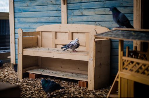 In Böblingen finden verletzte Tauben Zuflucht im Tauben-Hospiz. Foto: dpa