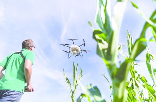 Eine Drohne bringt Kapseln mit Eiern der Schlupfwespe aus – sie sollen auf ökologischem Wege den Maiszünsler bekämpfen. Foto:  