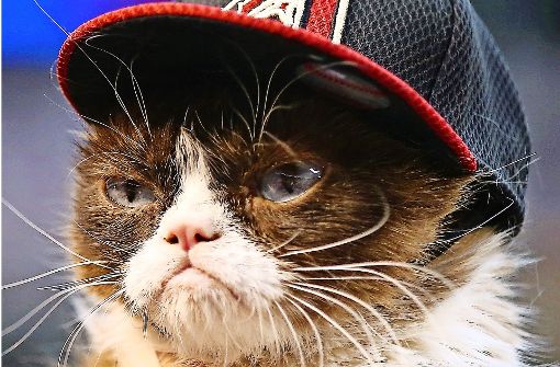 Sieht immer so gut gelaunt aus: Die Katze Grumpy Cat in ihrem Element.  Foto: AFP